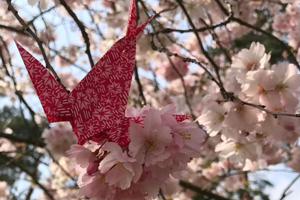 V Praze se bude slavit Hanami – japonský svátek kvetoucích sakur